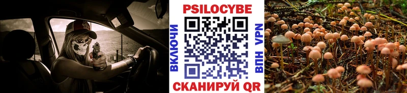 где можно купить наркотик  Вязники  Галлюциногенные грибы Cubensis 